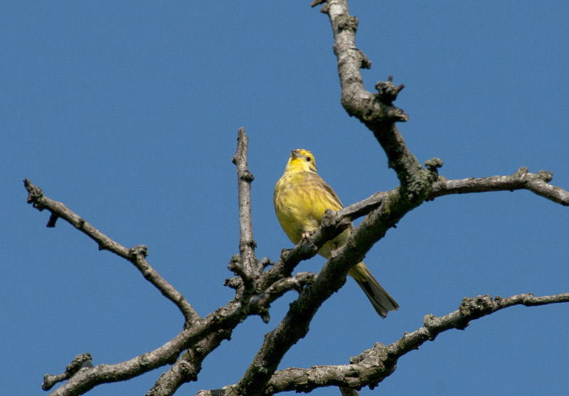 Yellowhammer
Taken at or around Longwood Cottagee,
Sollars Hope, Herefordshire
Keywords: biralb,Hereford,Sollars Hope,Yellowhammer