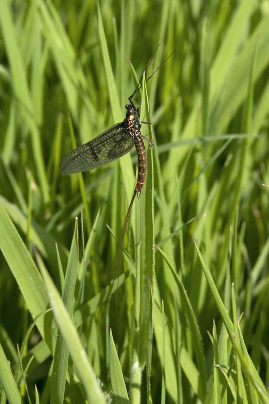 Mayfly
Ephemera vulgata, Mayfly,
Taken at or around Longwood Cottagee,
Sollars Hope, Herefordshire
Keywords: Ephemera vulgata,Hereford,insalb,Mayfly,Sollars Hope