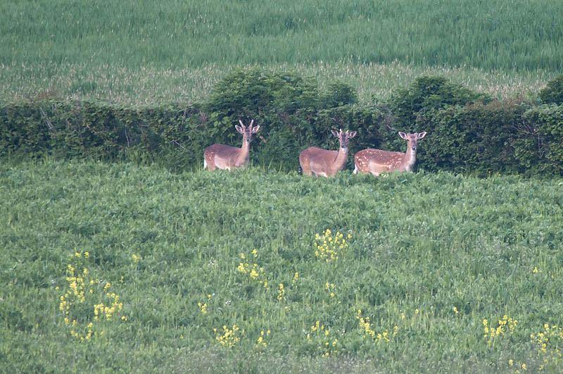 Sollars Hope, Hereford
Taken at or around Longwood Cottagee,
Sollars Hope, Herefordshire
Keywords: Fallow Deer,Hereford,Sollars Hope,mamalb