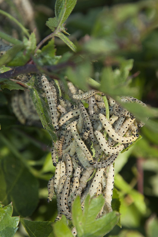 Sollars Hope, Hereford
Spindle Ermine, Yponomeuta cagnagella
Keywords: butalb,Hereford,Moth,Sollars Hope,Spindle Ermine,Yponomeuta cagnagella