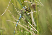 Filename=1D3_1922.jpg
Filesize=209KiB
Dimensions=1000x664
Date added=Sep 23, 2019 1D3_1922.jpg