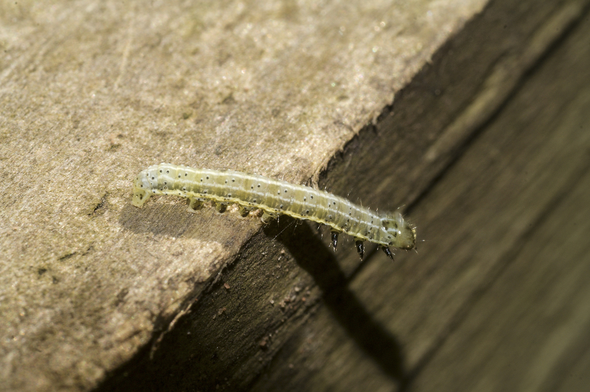 Keywords: Brayton Barff,Butterflies and Moths,Location,Wildlife