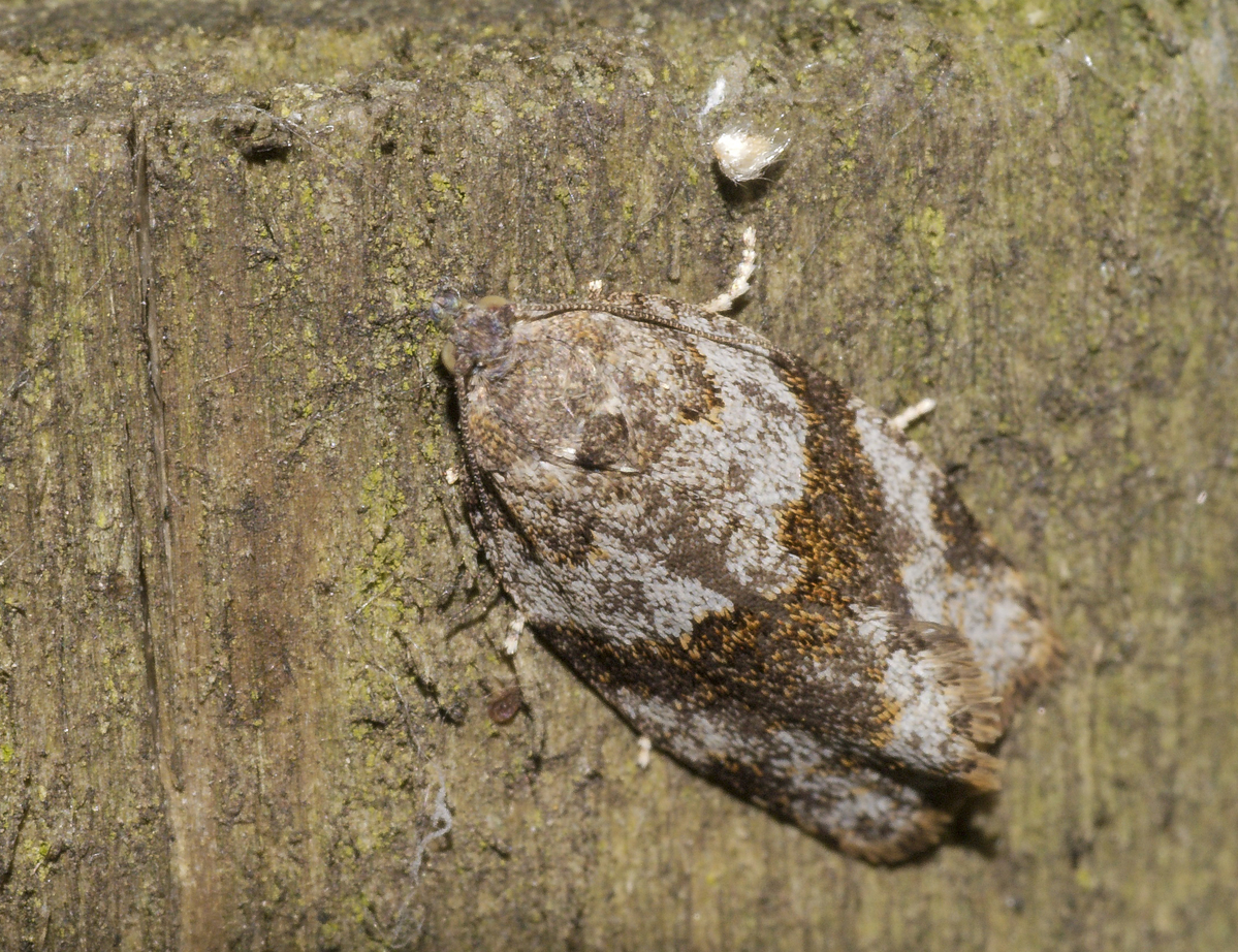 Keywords: Brayton Barff,Butterflies and Moths,Location,Moth,Wildlife