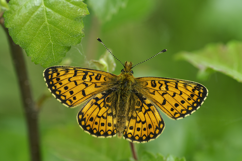 Keywords: Butterflies and Moths,Butterfly,Counties,Dumfries and Galloway,Kirroughtree,Places,Small pearl bordered fritillary,Wildlife