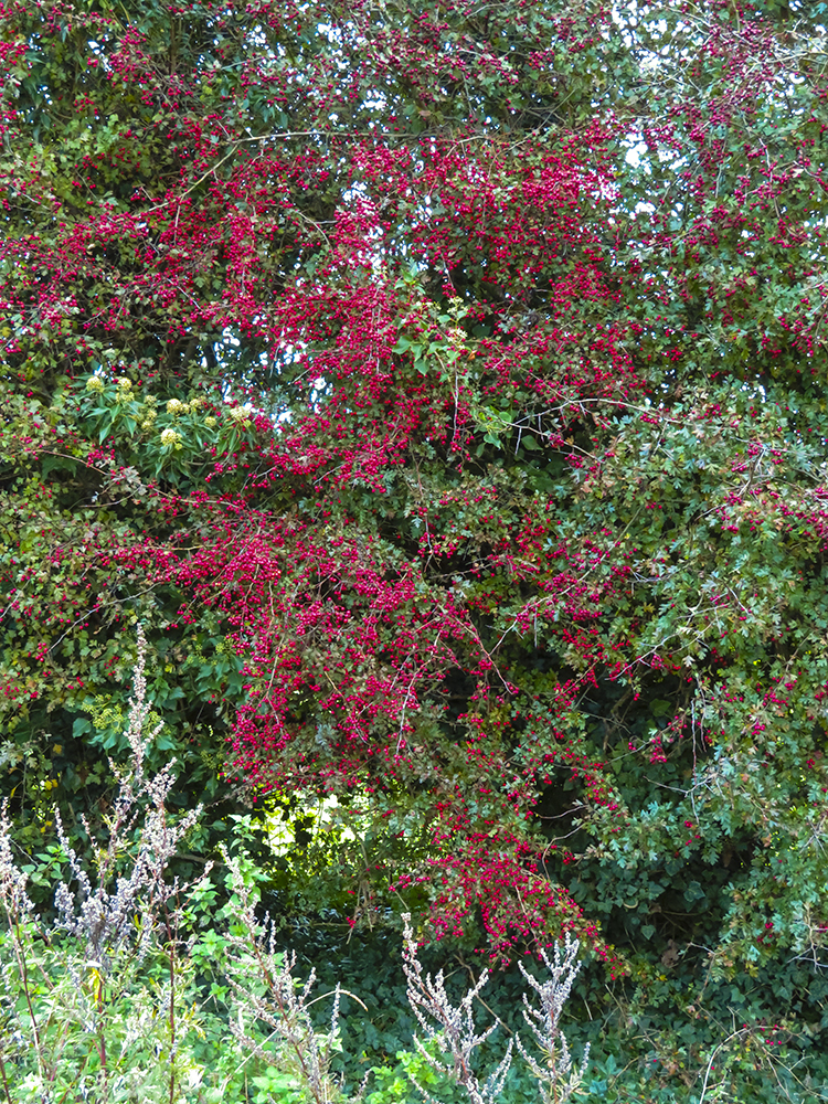 Blackthorn Berries
Blackthorn berries, October 2019
Keywords: floalb,Yorkshire,Brayton Barff