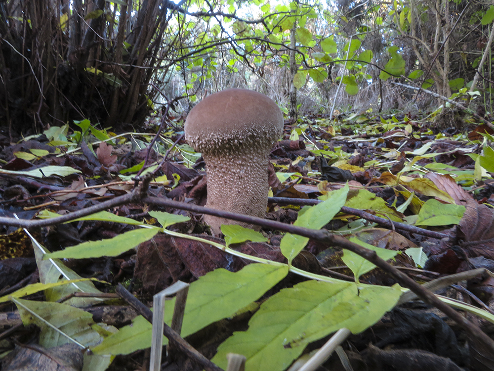 Puffball
Keywords: brayton barff,funalb