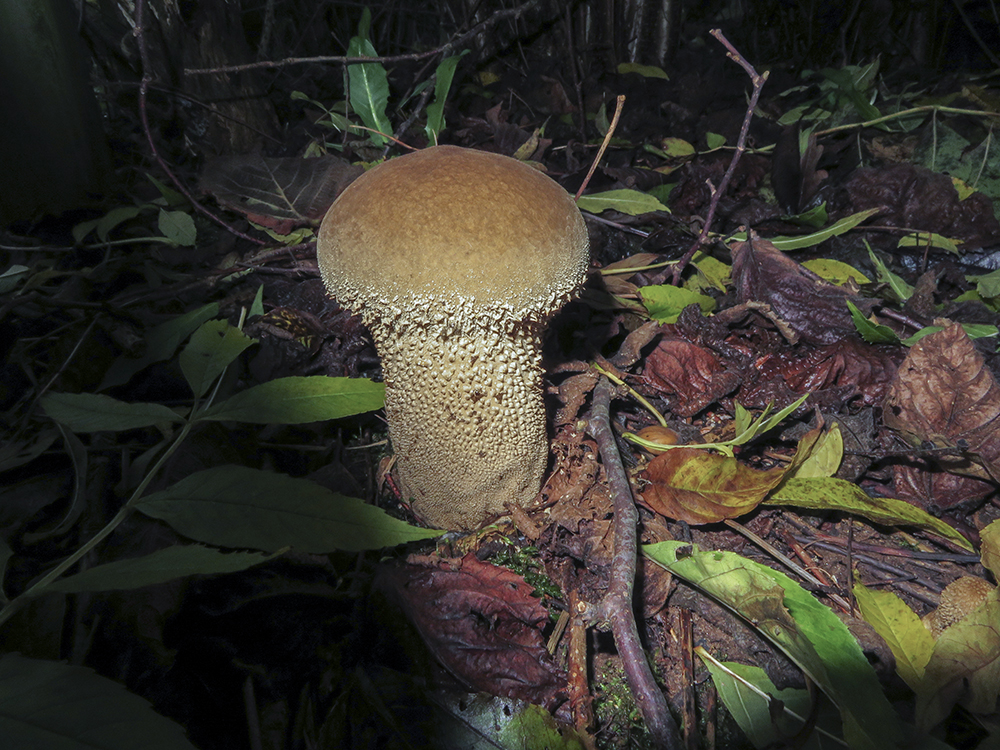 Puffball
Keywords: brayton barff,funalb