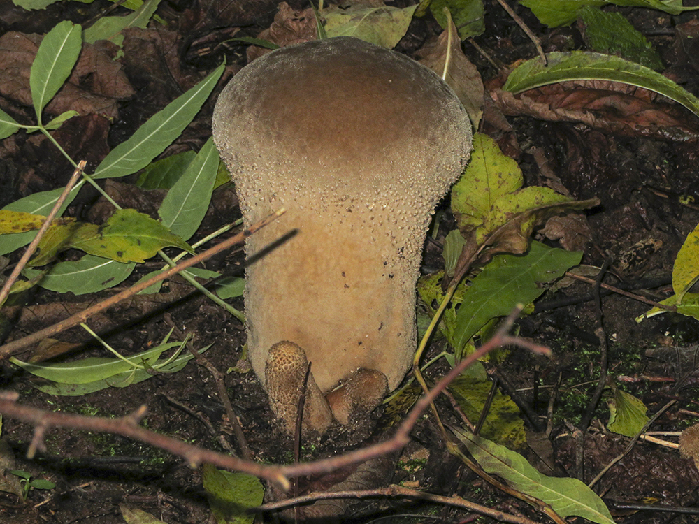 Puffball
Keywords: brayton barff,funalb