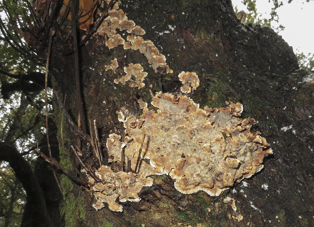 Oak Curtain Crust
Oak Curtain Crust, Hymenochaete tabacina
Keywords: funalb,Brayton Barff,Oak Curtain Crust,Hymenochaete tabacina