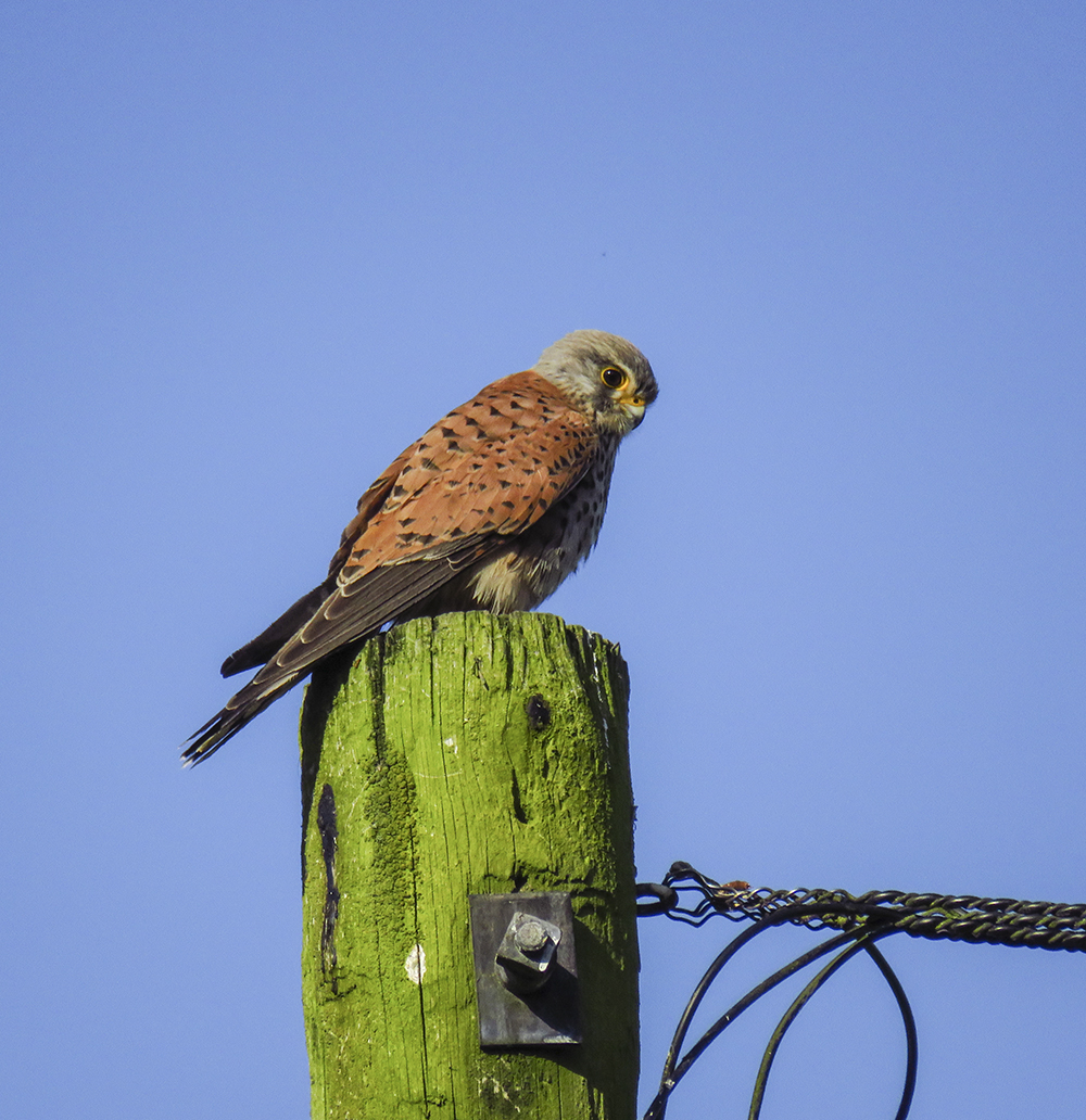 Kestrel
Kestrel
Keywords: biralb