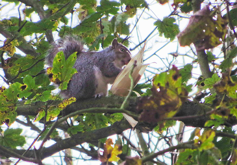 SX240-0656e
Keywords: mamalb