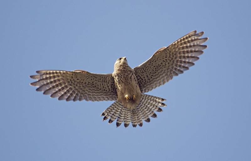 Kestrel2
Keywords: bbwildalb