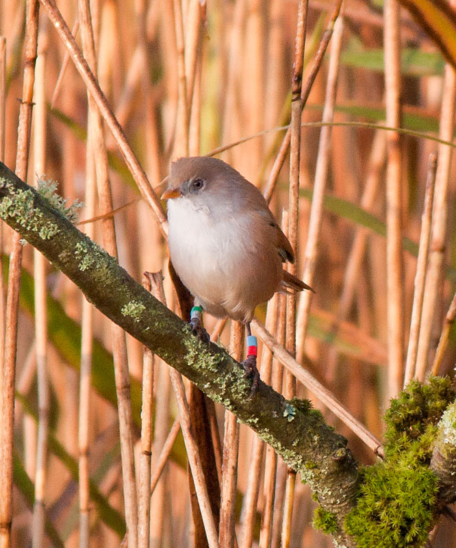 Bearded Tits
Bearded Tits, Leighton Moss
Keywords: Bearded Tit,biralb,Leighton Moss,Silverdale