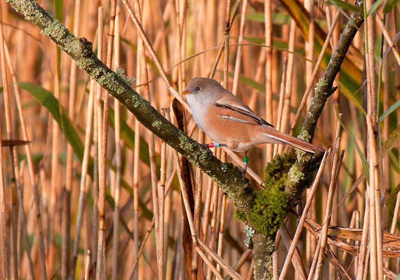 Bearded Tits
Bearded Tits, Leighton Moss
Keywords: Bearded Tit,biralb,Leighton Moss,Silverdale