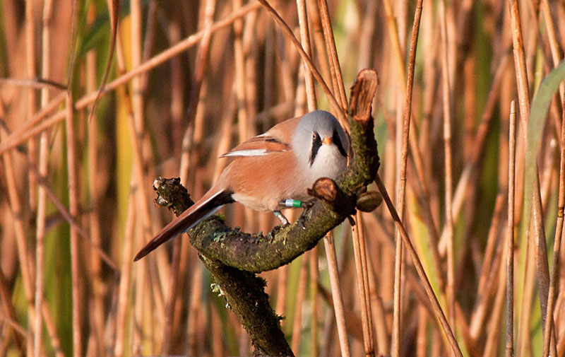 Bearded Tits
Bearded Tits, Leighton Moss
Keywords: Bearded Tit,biralb,Leighton Moss,Silverdale