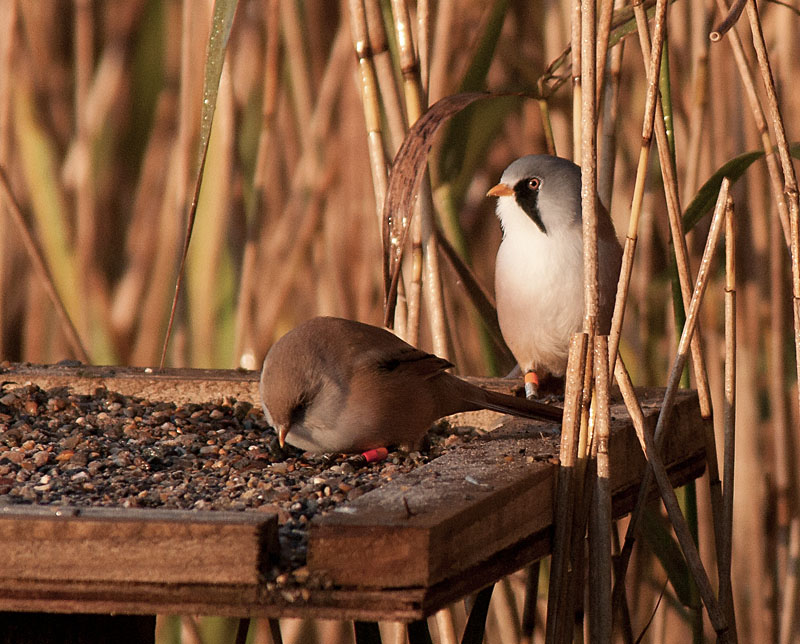 Bearded Tits
Bearded Tits, Leighton Moss
Keywords: Bearded Tit,biralb,Leighton Moss,Silverdale