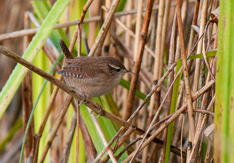 Wren
Wren
Keywords: biralb,Leighton Moss,Silverdale,Wren