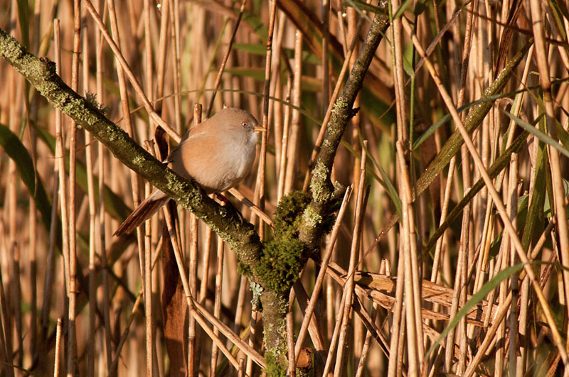 Bearded Tits
Bearded Tits, Leighton Moss
Keywords: Bearded Tit,biralb,Leighton Moss,Silverdale