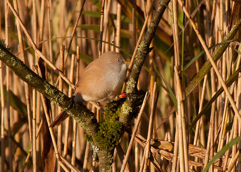 Bearded Tits
Bearded Tits, Leighton Moss
Keywords: Bearded Tit,biralb,Leighton Moss,Silverdale