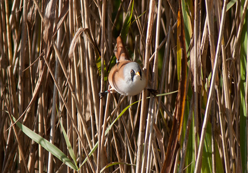 Bearded Tits
Bearded Tits, Leighton Moss
Keywords: Bearded Tit,biralb,Leighton Moss,Silverdale