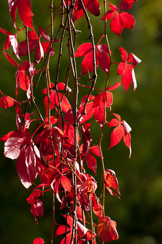 Red
Red
Keywords: Gait Barrows,Lancashire,Silverdale