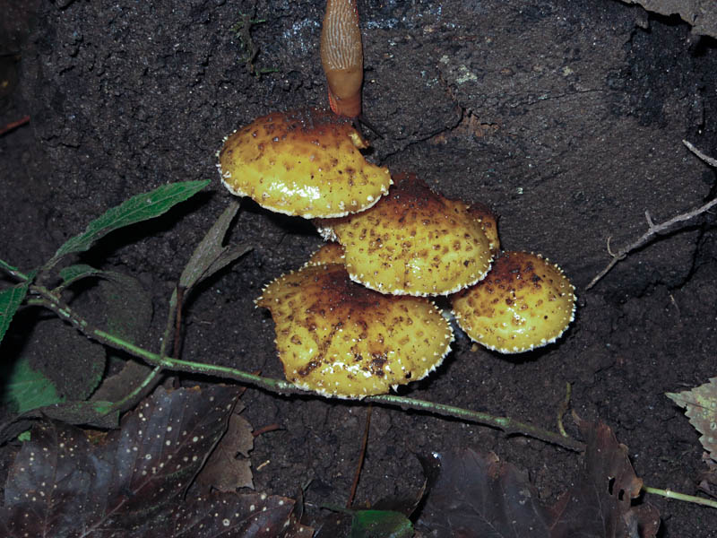 Fungi, Gait Barrows Nature Reserve, Lancashire
Keywords: funalb,Fungi,Gait Barrows,Lancashire,Silverdale