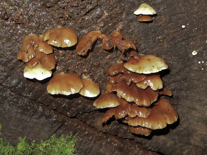 Fungi, Gait Barrows Nature Reserve, Lancashire
Keywords: funalb,Fungi,Gait Barrows,Lancashire,Silverdale
