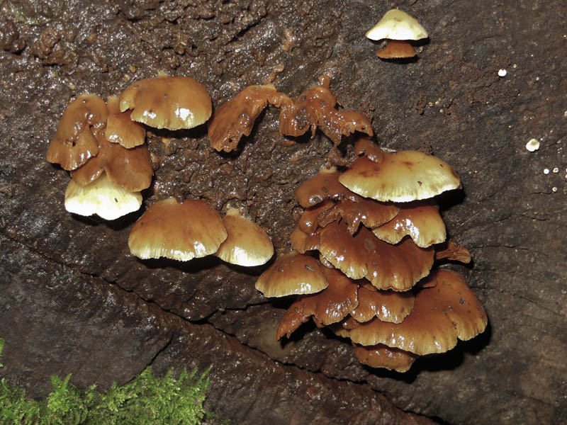 Fungi, Gait Barrows Nature Reserve, Lancashire
Keywords: funalb,Fungi,Gait Barrows,Lancashire,Silverdale