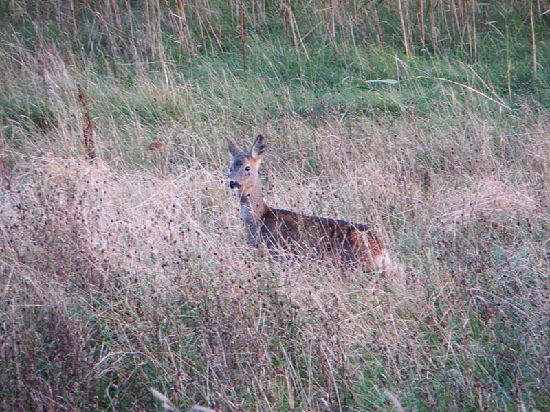 Roe Deer on Gait Barrows
Deer on Gait Barrows
Keywords: Gait Barrows,Lancashire,Silverdale,mamalb