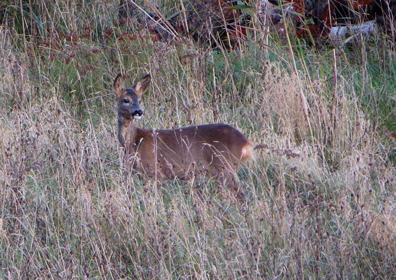 Roe Deer on Gait Barrows
Deer on Gait Barrows
Keywords: Gait Barrows,Lancashire,Silverdale,mamalb