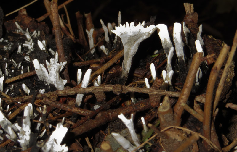 Candlesnuff or Stag's Horn fungi- Xylaria hypoxylon
Candlesnuff or Stag's Horn fungi- Xylaria hypoxylon at Gait Barrows Nature Reserve, Lancashire
Keywords: Candlesnuff or Stag's Horn - Xylaria hypoxylon,funalb,Fungi,Gait Barrows,Lancashire,Silverdale