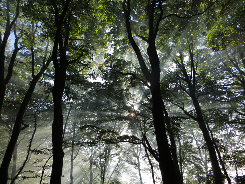 Eaves Wood
Eaves Wood
Keywords: Eaves Wood,Silverdale