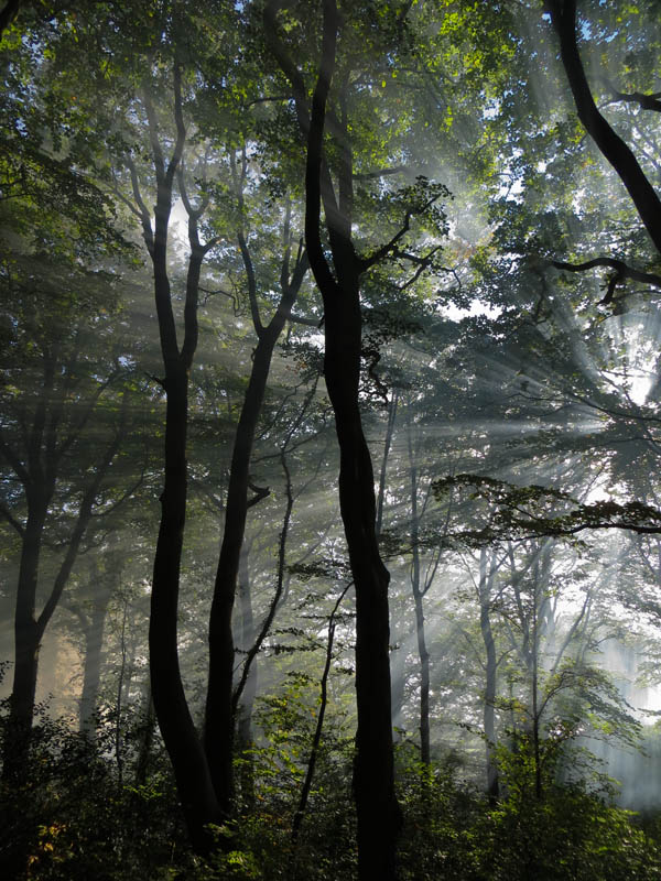 Eaves Wood
Eaves Wood
Keywords: Eaves Wood,Silverdale