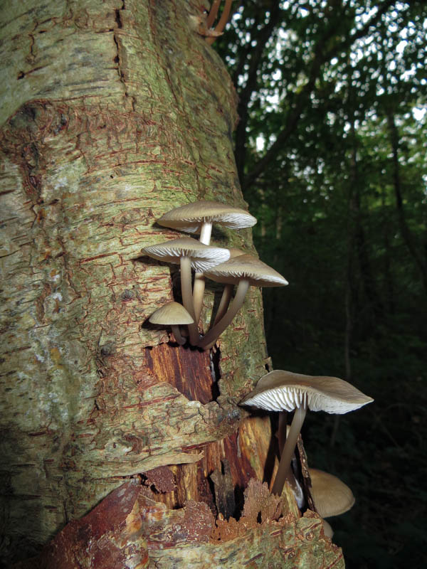 Fungi, Gait Barrows Nature Reserve, Lancashire
Keywords: funalb,Fungi,Gait Barrows,Lancashire,Silverdale