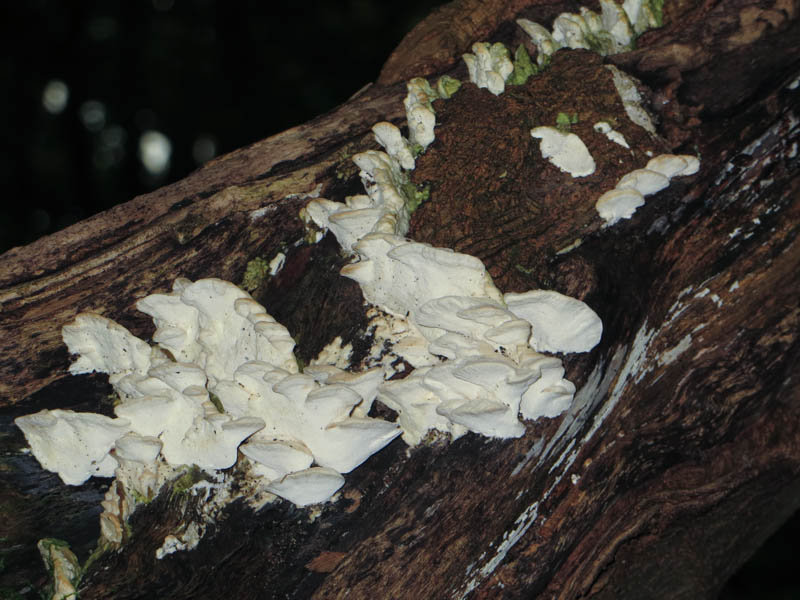 Fungi, Gait Barrows Nature Reserve, Lancashire
Keywords: funalb,Fungi,Gait Barrows,Lancashire,Silverdale