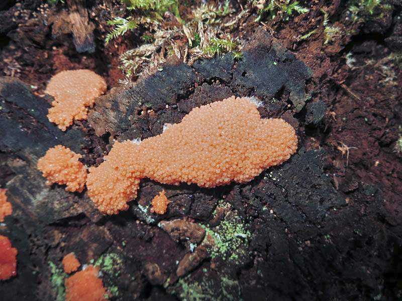 Tubulifera arachnoidea
Tubulifera arachnoidea Fungi, Gait Barrows Nature Reserve, Lancashire
Keywords: funalb,Fungi,Gait Barrows,Lancashire,Silverdale,Tubulifera arachnoidea