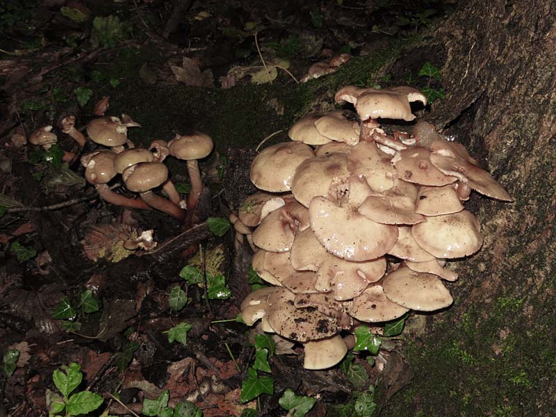Fungi, Gait Barrows Nature Reserve, Lancashire
Keywords: funalb,Fungi,Gait Barrows,Lancashire,Silverdale