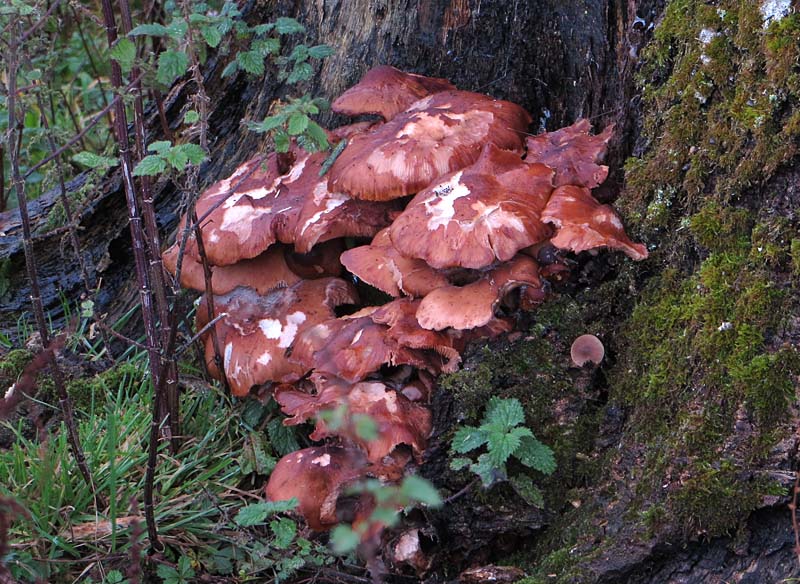 Fungi, Gait Barrows Nature Reserve, Lancashire
Keywords: funalb,Fungi,Gait Barrows,Lancashire,Silverdale