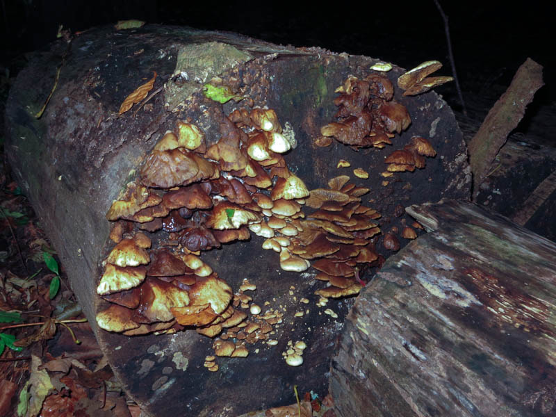 Fungi, Gait Barrows
Fungi, Gait Barrows
Keywords: funalb,Fungi,Gait Barrows,Lancashire,Silverdale