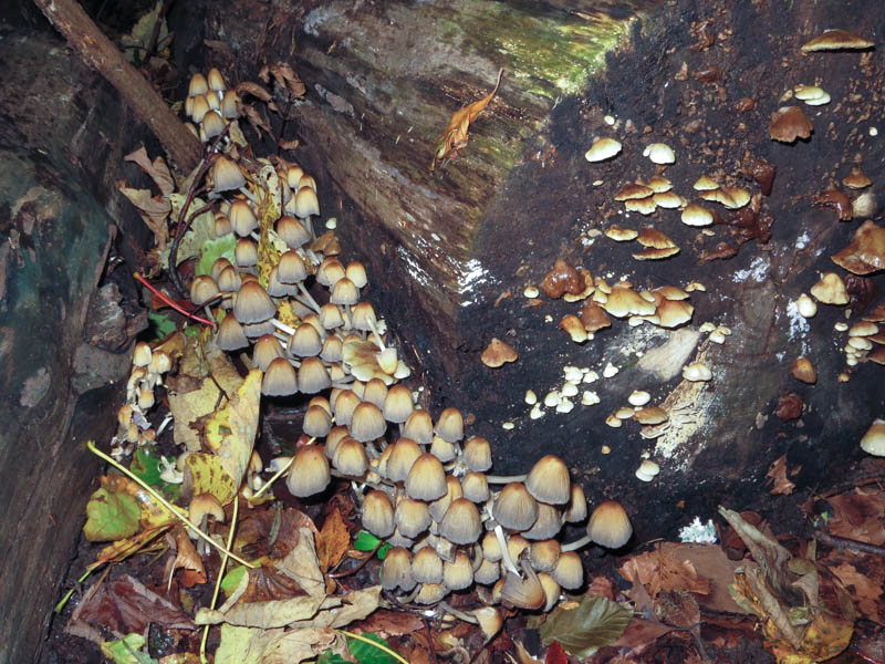 Fungi, Gait Barrows
Fungi, Gait Barrows
Keywords: funalb,Fungi,Gait Barrows,Lancashire,Silverdale