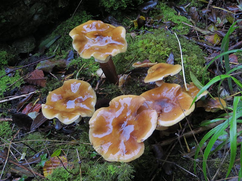 Fungi, Gait Barrows Nature Reserve, Lancashire
Keywords: funalb,Fungi,Gait Barrows,Lancashire,Silverdale