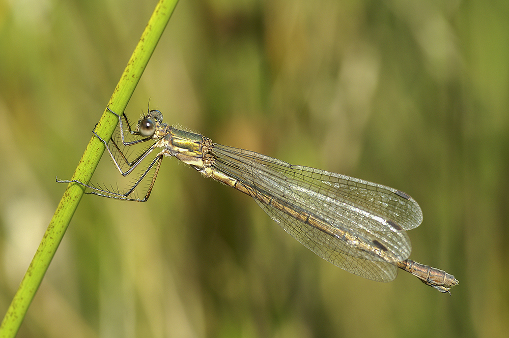 KONICA MINOLTA DIGITAL CAMERA
Keywords: Damselflies,Dragonflies,Dragons and Damsels,Emerald,Fairburn Ings,Location,Wildlife