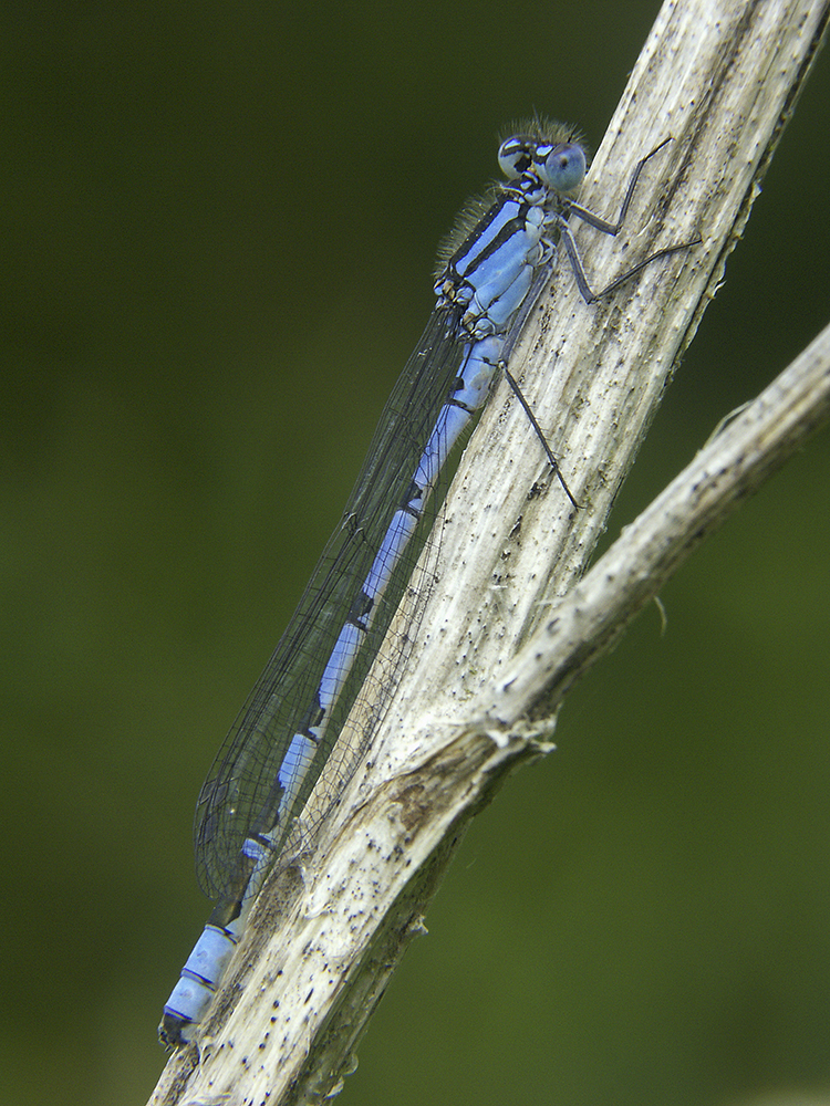 Minolta DSC
Keywords: Common blue,Damselflies,Dragonflies,Dragons and Damsels,Location,Lunds Pond,Wildlife