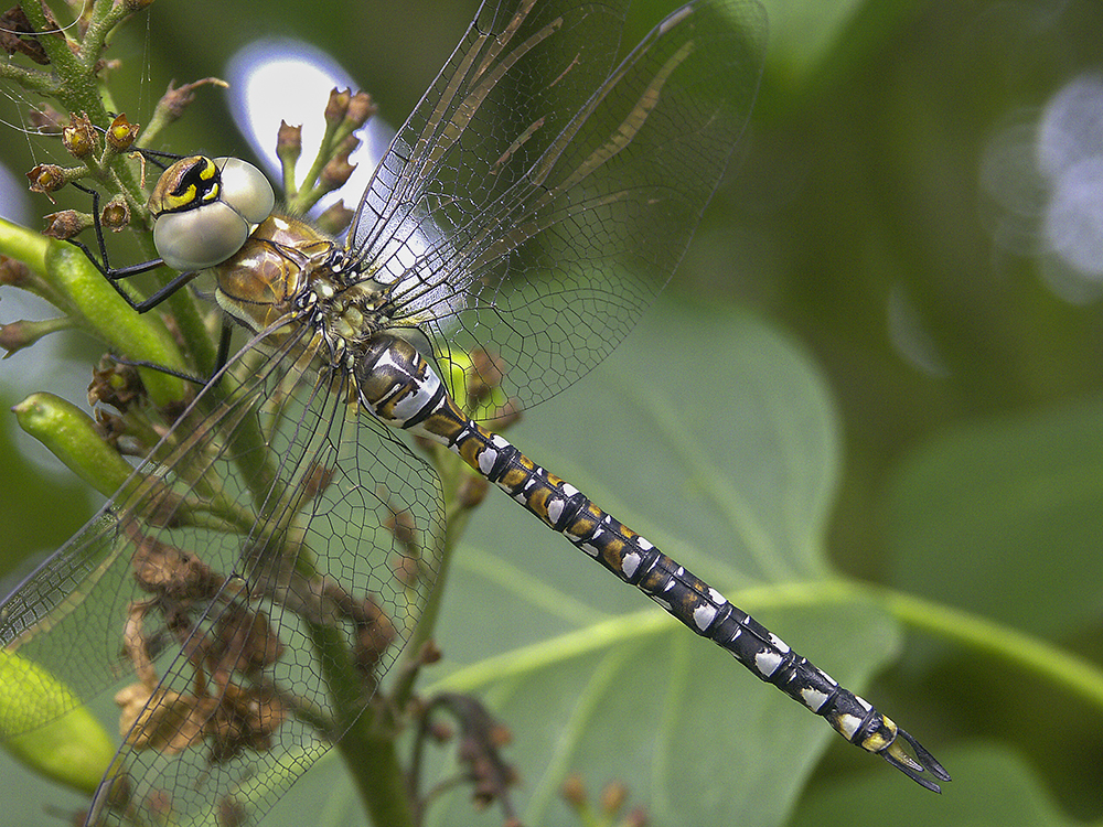 Minolta DSC
Keywords: Dragonflies,Dragons and Damsels,Hawker,Home,Location,Migrant,Wildlife