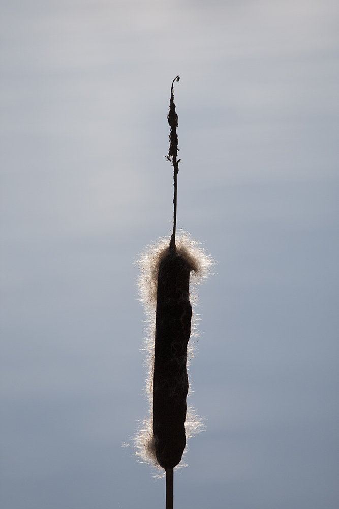 Bull Rush
