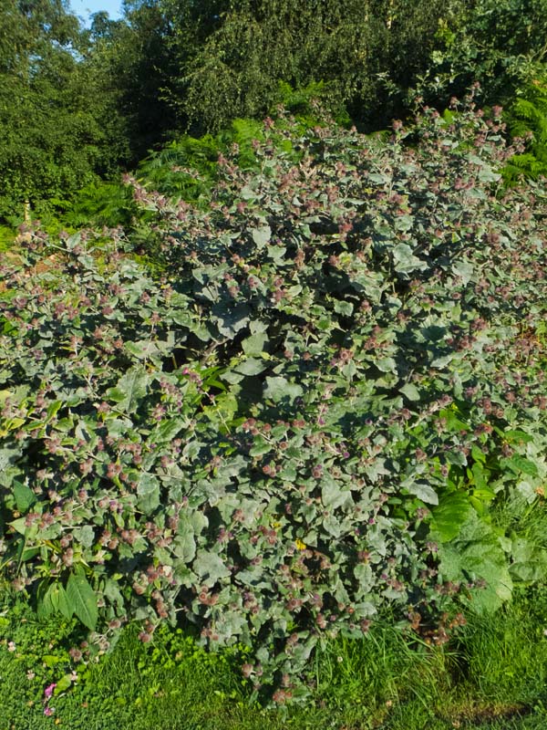 Giant Burdock
Giant Burdock
Keywords: bbwildalb