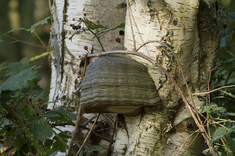 KONICA MINOLTA DIGITAL CAMERA
Keywords: Brayton Barff,Fungi,Fungi and Lichens,Horses Hoof,Location,Wildlife