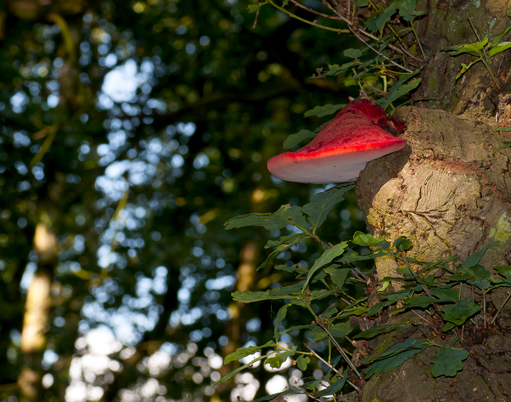 Beefsteak Fugi, Fistulina hepatica
Beefsteak Fugi, Fistulina hepatica
Keywords: Beefsteak Bracket,Brayton Barff,Fungi,Fungi and Lichens,Location,Wildlife,funalb