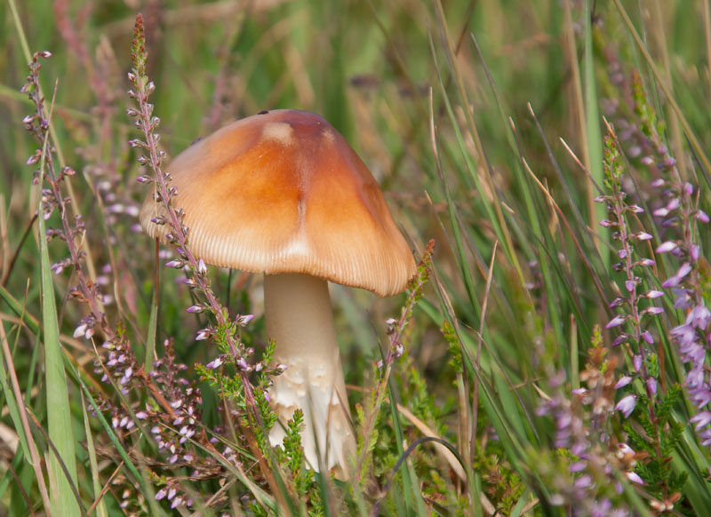 Keywords: Skipwith Common,Yorkshire