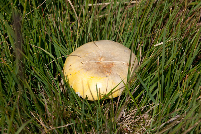 Keywords: Skipwith Common,Yorkshire